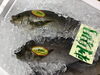 「魚魚市場鮮魚コーナーおすすめは「チカメキントキ・イサキ」です♪」