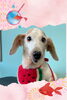 「Dog salon mofu mofu　余市町」