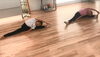 「お家でできる　楽しいダンス動画配信中！」