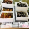 「魚魚市場鮮魚コーナーおすすめは「クロ・貝類」です♪」