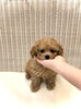 月ちゃん♡「ぱぱ＆まま募集　♪( ´θ｀)」