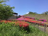 「ツツジ情報🌺」