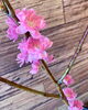 梅の花「〜4月より〜」