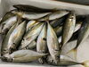 「本日鮮魚入荷致しました。[岩牡蠣は７月から販売致します。]」