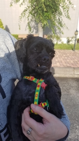 迷子犬 トリミング ブリーダーズショップ プリティードッグハウスのニュース まいぷれ 米子 迷子犬 トリミング ブリーダーズショップ プリティードッグハウスのニュース まいぷれ 米子