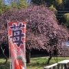 【友野観光イチゴ農園】～柏市増尾～廣幡八幡宮そば