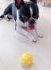 待て が出来ない犬 どんなタイプ Happytailしつけ相談新潟ペットホテル Happy Tail ハッピーテイル のニュース まいぷれ 新潟市