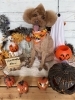 トイプードル モヒカン「🎃🕸ï¸10月ã®ãƒˆãƒªãƒŸãƒ³ã‚°å†™çœŸðŸ•¸ï¸ðŸŽƒã€