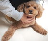 甘えん坊トイプーちゃん♪「ペットホテル・年末年始・県外からもアクセス抜群♪新潟市HappyTail」
