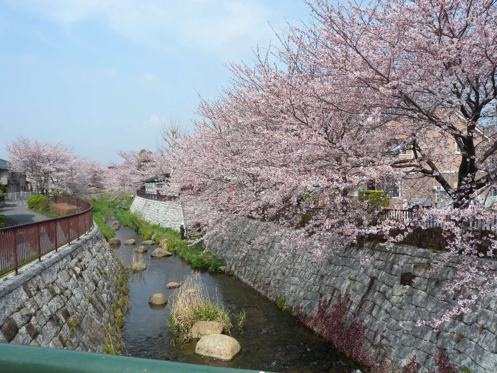 二ヶ領用水台和橋付近 多摩区 お花見するならここ 川崎市の 桜 特集 21年 まいぷれ 川崎市 二ヶ領用水台和橋付近 多摩区 お花見するならここ 川崎市の 桜 特集 21年 まいぷれ 川崎市