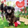 ミックス　シャンプー「🐶シュナウザー、チワワ、ミックス、トリミングのお友達🍓」