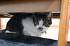 「新しい仲間がやってきました🐈🐈」