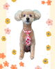 「Dog salon mofu mofu　余市町」