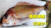 「○本日のお刺身○【境港サーモン、天然タイ】○本日のお惣菜もあります！」