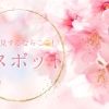 お花見するならここ！　糸魚川の“桜”特集【2025年】