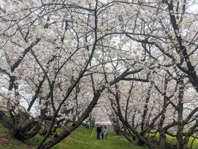 「【西条市 吉田】吉田桜並木の桜が満開！おでんや焼鳥も販売中！（2023年3月30日）」
