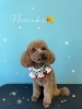 「お友達♡ Dog salon mofu mofu 余市町」