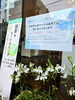 お会計は會ベーグル店内でも！「店先で白いサギがひらひらと——サギソウの鉢植え販売中です」