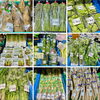 「『種芋』販売が始まりました！道の駅木曽福島」