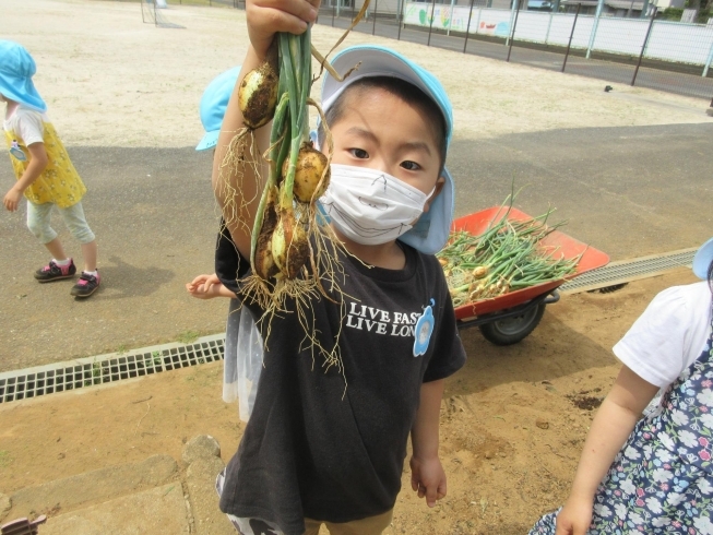 見て！いっぱい採れたよ！「美味しい野菜がいっぱい採れました！」