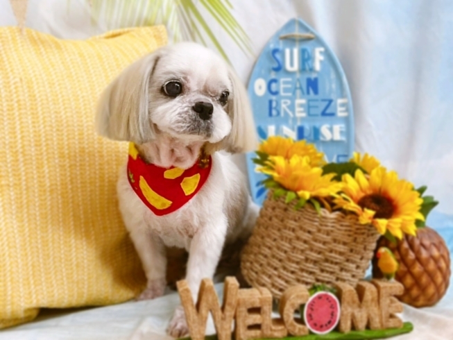 「9月10月のお休みご案内★新潟市犬の保育園♪犬のトリミングHappyTail」