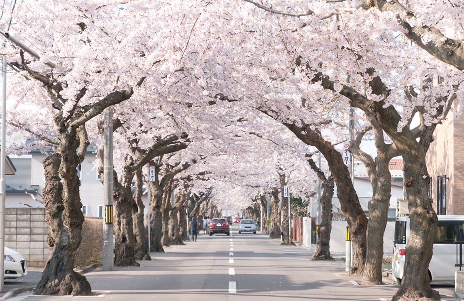 桜が丘通り