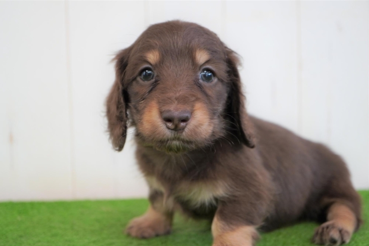 「ミニチュアダックス子犬情報」