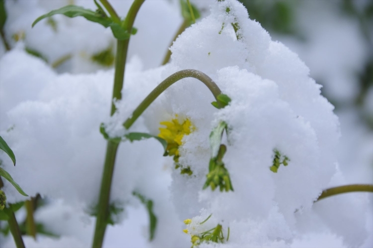 雪の綿帽子を被った菜の花「彼岸に雪化粧！！」