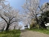 福島一二三、【御車（みぐるま）返しの桜】、希少な額装用画集より 三宝堂Yahoo!店 - 絵画｜Yahoo!ショッピング