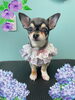 「Dog salon mofu mofu　余市町」
