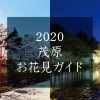 茂原お花見ガイド2020