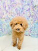 「YouTubeにてトリミングシーン公開中🐾」