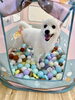 ＣＯＣＯちゃん「ましゅまろ幼稚園🐾」