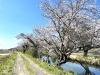 近隣に駐車場はありません。公共バス等で行きましょう「しろいのサクラ🌸なう！「パート2」」
