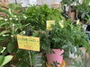 「夏はグリーンがおすすめ！南魚沼の花屋、フローリストたかの。」