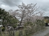湖南市　お花見「湖南市　桜」