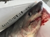 「僕は何「サメ」でしょうか？🦈」