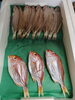 「📣本日のお魚情報🐟」