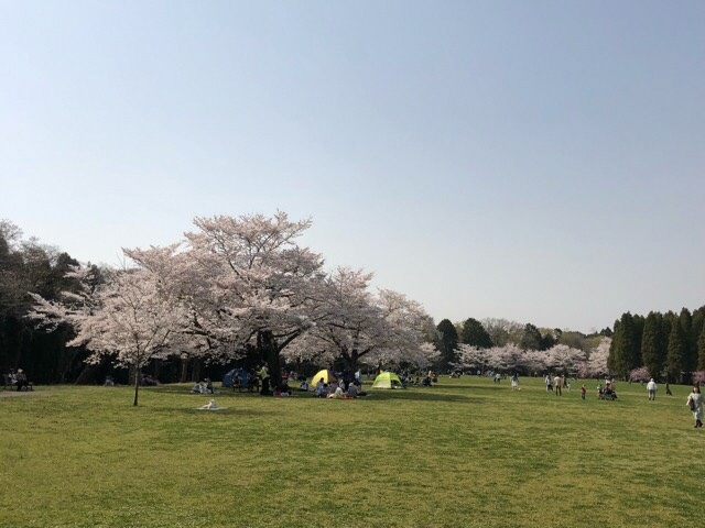 若葉区お花見スポット 泉自然公園 千葉市民ライターがゆく 千葉市民が 千葉市の魅力的な情報を紹介 まいぷれ 千葉市若葉区