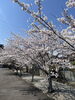 参道「津市一志町波瀬神社　桜情報❗️」
