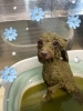 ハーブパック中♡♡「お友達♡ Dog salon mofu mofu 余市町」