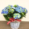 星あつめ「母の日商品の入荷始まりました！」