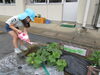 メロンちゃん早く大きくなってね♡「さつまいもの苗を植えたよ♪」