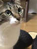 「猫の日🐱　　買取のべおか　高価買取」