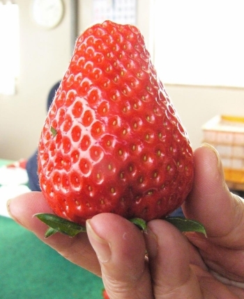 見よ!この大きさ