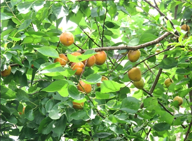 「杏子の果実が色づき始め、少しずつですが収穫できるようになりました♪」
