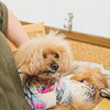 エースちゃん「今日のお友達」