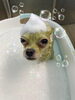 「可愛い子ちゃん♡ Dog salon mofu mofu余市町」