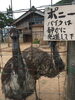 「ポニーなのでしょうか。」