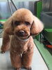 「船橋 トリミングサロン エイエムエスケネル　ビビちゃんとココアちゃんがご来店してくれました♡」